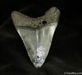 Megalodon Tooth With Beautiful Coloration #940-2